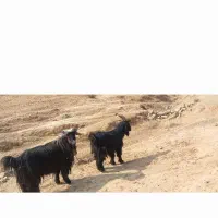 ۲عدد دوبرر اخته خوب سالم آرام