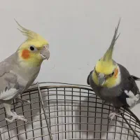 عروس هلندی|پرنده|تبریز, |دیوار