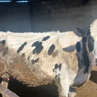 گاو سفید|حیوانات مزرعه|شیروان (خراسان), |دیوار