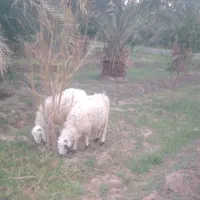 دوعدد بره نر فروشی