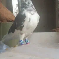 کفتر 40 سانتی نوک ریز چشم نوک سفید سرخ نر چادری|پرنده|فردیس, شهرک ۱۱۰|دیوار