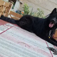 سگ ژرمن بلک شولاین