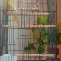 فروش عروس هلندی|پرنده|مبارکه, |دیوار