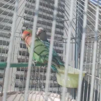 طوطی کوتوله برزیلی|پرنده|مشهد, ابوذر|دیوار