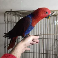 طوطی اکلکتوس دستی