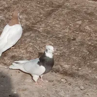 کبوتر رنگی دمسفید|پرنده|قزوین, |دیوار