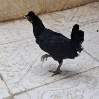 جوجه خروس گلین