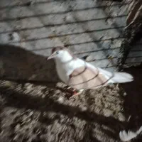 چپ زرد|پرنده|مشهد, شهید جنگی|دیوار