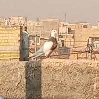 طوقی هفت رنگ|پرنده|شاهینشهر, گزبرخوار|دیوار