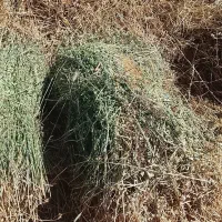 علوفه یونجه خشک امسال فروش فوری روستای چپانلو
