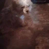 حیوان خانگی