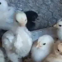 تخم مرغ برهما .جوجه برهما. لایت  از بهترین مولدها|حیوانات مزرعه|لنجان, |دیوار