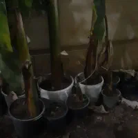 درخت موز|گل و گیاه طبیعی|گرگان, |دیوار