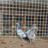 کبوتر تیدی پاکستانی|پرنده|رشت, تازه آباد|دیوار