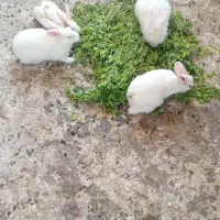 خرگوش ماده