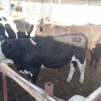 گوساله چاق|حیوانات مزرعه|پیر بکران, |دیوار