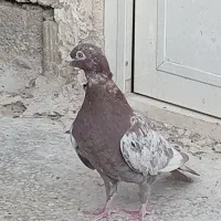 چهار عدد کبوتر جوان گرفتنی