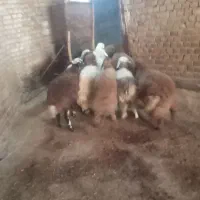 ۷عدد بره نرو ماده|حیوانات مزرعه|بیرانوند, |دیوار