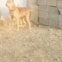 چند قلاده سگ|سگ|ساوه, |دیوار