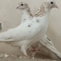 کبوتر