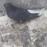 دم سفید|پرنده|مبارکه, |دیوار