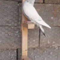 کبوتر سینه سبز|پرنده|مرودشت, کناره|دیوار