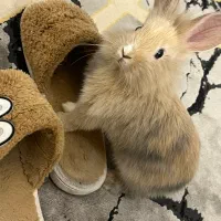 خرگوش نیمه لوپ