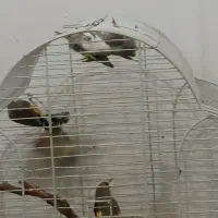 سهره قناری فنچ|پرنده|تهران, توحید|دیوار