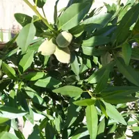 زمین باغی در خاتون اباد|فروش زمین و ملک کلنگی|اصفهان, خاتون‌آباد|دیوار