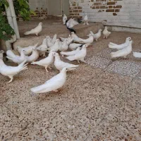کفتر یه جایی|پرنده|قم, چهار مردان|دیوار