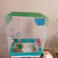 طوطی برزیلی ومرغ عشق