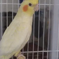 عروس هلندی ماده لوتینو