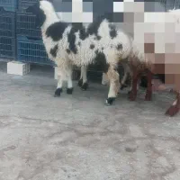 بره ماده چاق|حیوانات مزرعه|زاهدان, |دیوار