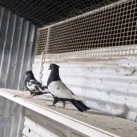 کبوتر سینه سیاه