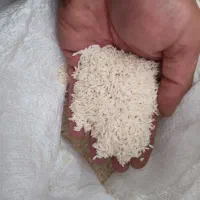 برنج صدری  دورود لرستان