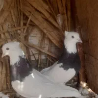 طوقی|پرنده|بم, |دیوار