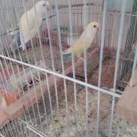 کوتوله فروشی|پرنده|تربت جام, حافظ|دیوار