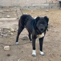 سگ گله|سگ|سده (خراسان جنوبی), |دیوار