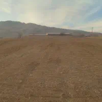 اجاره زمین کشاورزی دیم 5 هکتار کمباین گیر|اجارهٔ دفتر صنعتی، کشاورزی، تجاری|شاهین دژ, |دیوار