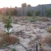 باغچه