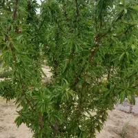 باغچه ۱۰۰۰متری در روستای صالحیه نظراباد