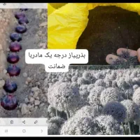 بذر پیاز|خدمات باغبانی و درختکاری|شیراز, پودنک|دیوار