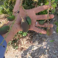 نهال انبه پیوندی گلدانی رودان برنطین|گل و گیاه طبیعی|رودان, |دیوار