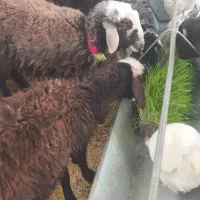 7 عدد بره پرواری نر افشاری