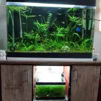 آکواریوم شیشه خم ۸۰سانتی با گیاه طبیعی و لوازم|ماهی|تبریز, |دیوار