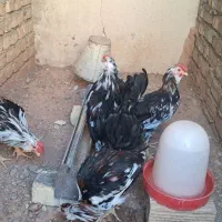۳عدد خروس گلین|حیوانات مزرعه|اصفهان, گورت|دیوار