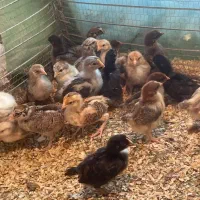 فروش جوجه ۱۰ روزه|حیوانات مزرعه|بابل, |دیوار