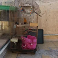 قفس عروس هلندی