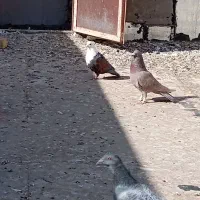 کلاغ کاکلی|پرنده|تربتحیدریه, مظفریه|دیوار