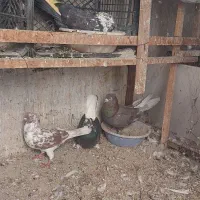 کبوتر|پرنده|اندیشه, اندیشه فاز ۴|دیوار